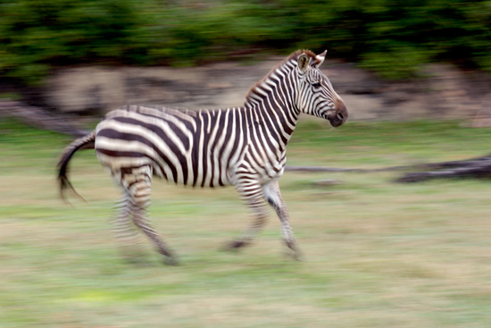 Grant’s Zebras at Disney’s Animal Kingdom