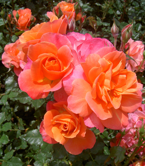 The Disneyland Rose The Disneyland Rose