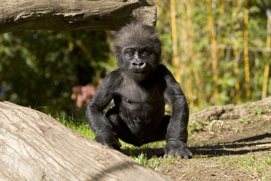 The San Diego Zoo Is One of the Port Adventures Available to Disney Cruise Line Guests on a Seven-Night Best of California Cruise “The