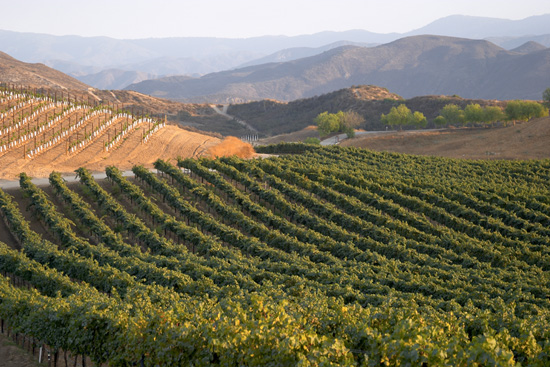 The Toasting Temecula Wine Adventure Is One of the Port Adventures Available to Disney Cruise Line Guests on a Seven-Night Best of California Cruise “The