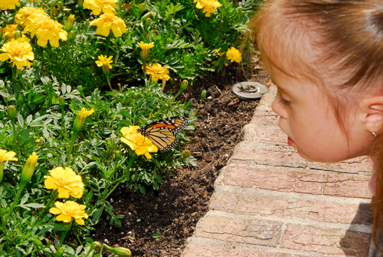 Wildlife Wednesdays: Get a Closer Look at the Worlds of Pollinators and our Oceans on Special Days at Disney’s Animal Kingdom and The Seas with Nemo & Friends