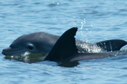 “Dolphins