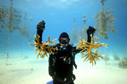 “Coral