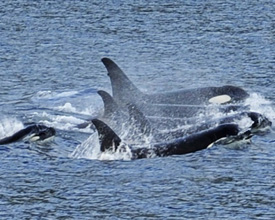 Whales Spotted from the Disney Wonder While Sailing in Alaska