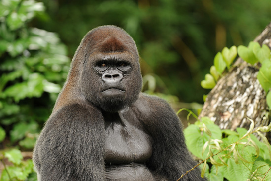Disney's Animal Kingdom Celebrates Primates, Featuring the Gorilla “Disney's