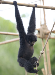Disney's Animal Kingdom Celebrates Primates, Featuring the Siamang