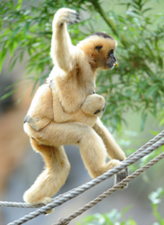 Disney's Animal Kingdom Celebrates Primates, Featuring the White-Cheeked Gibbon