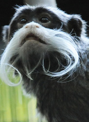 Disney's Animal Kingdom Celebrates Primates, Featuring the Emperor Tamarin