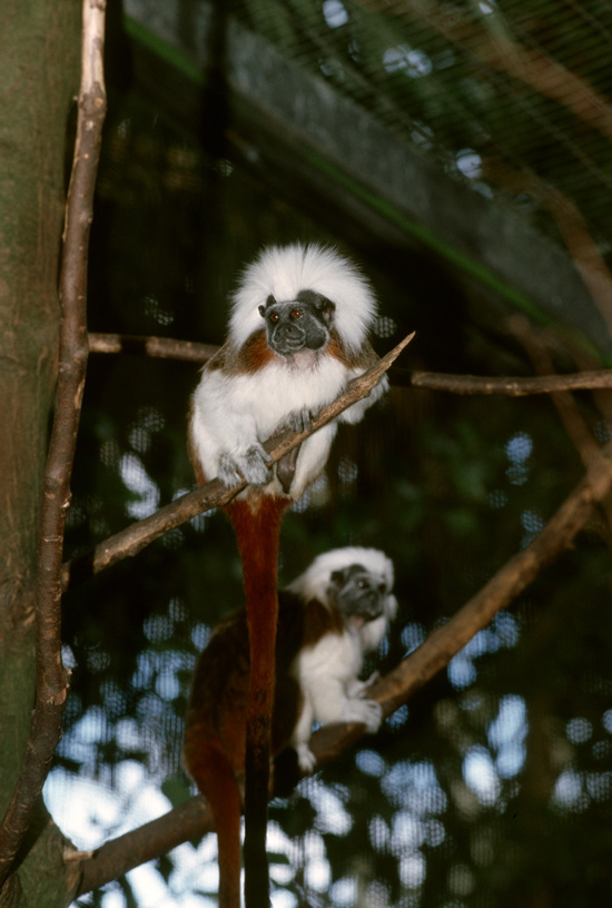 Disney's Animal Kingdom Celebrates Primates, Featuring the Cotton-Top Tamarin “Disney's