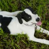 Lucky Dog! Lily, the Labrador-Catahoula pup with a Mickey Mouse-shaped spot on her lower back, meets Mickey Mouse.