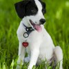 Lucky Dog! Lily, the Labrador-Catahoula pup with a Mickey Mouse-shaped spot on her lower back, meets Mickey Mouse.