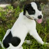 Lucky Dog! Lily, the Labrador-Catahoula pup with a Mickey Mouse-shaped spot on her lower back, meets Mickey Mouse.