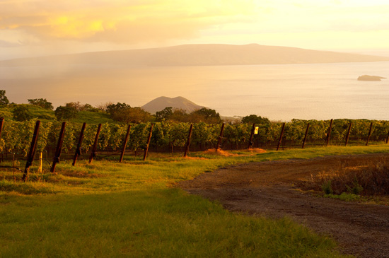 Go on the Colors of the Sunset Haleakalā Adventure on a Disney Cruise to Hawai'i Go on the Colors of the Sunset Haleakalā Adventure on a Disney Cruise to Hawai'i