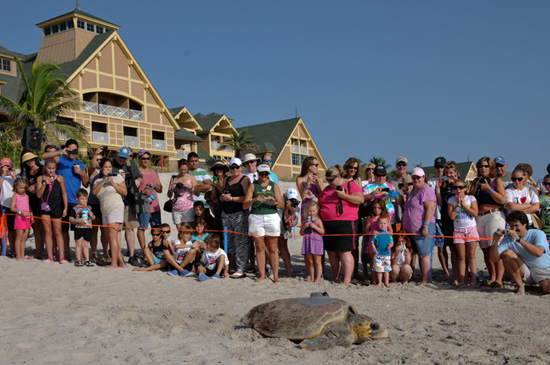 Wildlife Wednesdays: Ready, Set, Go! Sea Turtles Race to the Ocean at Disney’s Vero Beach Resort, Including Hatchlings from Cinderella the Sea Turtle’s Nest