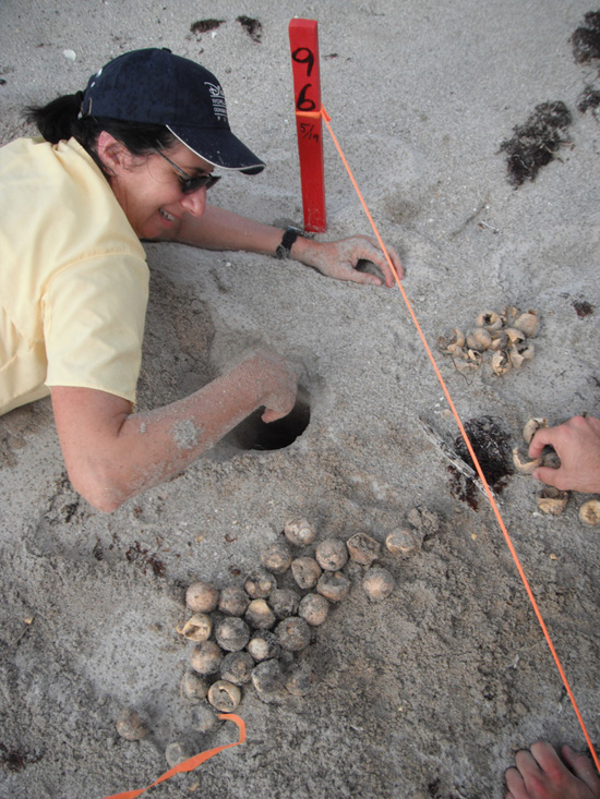 Wildlife Wednesdays: Ready, Set, Go! Sea Turtles Race to the Ocean at Disney’s Vero Beach Resort, Including Hatchlings from Cinderella the Sea Turtle’s Nest