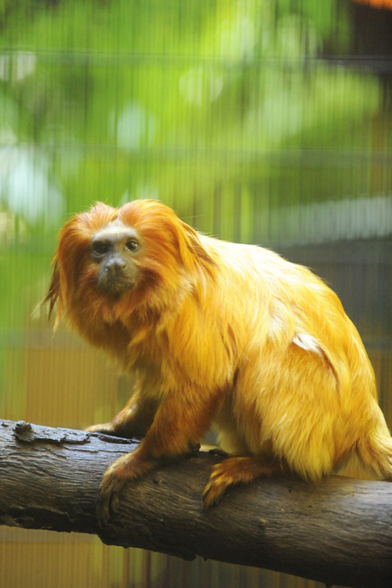 See the Endangered Golden Lion Tamarin at Rafiki's Planet Watch at Disney's Animal Kingdom See the Endangered Golden Lion Tamarin at Rafiki's Planet Watch at Disney's Animal Kingdom