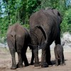 Elephant Herd at Disney’s Animal Kingdom at Walt Disney World Resort