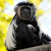 Monkeys at Disney’s Animal Kingdom at Walt Disney World Resort