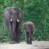 Elephants at Disney’s Animal Kingdom at Walt Disney World Resort