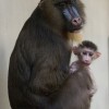Mandrills at Disney’s Animal Kingdom at Walt Disney World Resort
