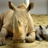 Rhinos at Disney’s Animal Kingdom at Walt Disney World Resort