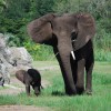 Elephants at Disney’s Animal Kingdom at Walt Disney World Resort