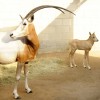 Oryx at Disney’s Animal Kingdom at Walt Disney World Resort