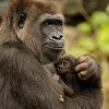 Gorillas at Disney’s Animal Kingdom at Walt Disney World Resort
