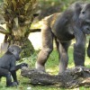 Gorillas at Disney’s Animal Kingdom at Walt Disney World Resort