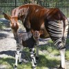 Okapi at Disney’s Animal Kingdom at Walt Disney World Resort