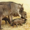 Hogs at Disney’s Animal Kingdom at Walt Disney World Resort