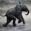 Baby Elephant at Disney’s Animal Kingdom at Walt Disney World Resort