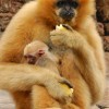 Gibbons at Disney’s Animal Kingdom at Walt Disney World Resort