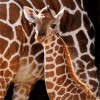 Baby Giraffe at Disney’s Animal Kingdom at Walt Disney World Resort
