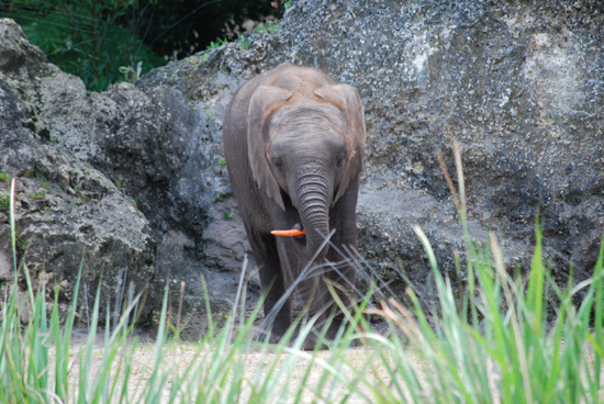 Baby Elephant Jabali Celebrates His First Birthday at Disney's Animal Kingdom at Walt Disney World Resort