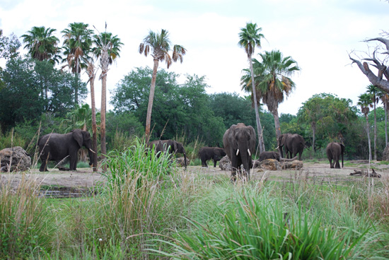 Elephant Herd at Disney’s Animal Kingdom at Walt Disney World Resort