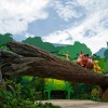 The Lion King Wing at Disney’s Art of Animation Resort