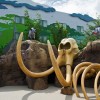 The Lion King Wing at Disney’s Art of Animation Resort
