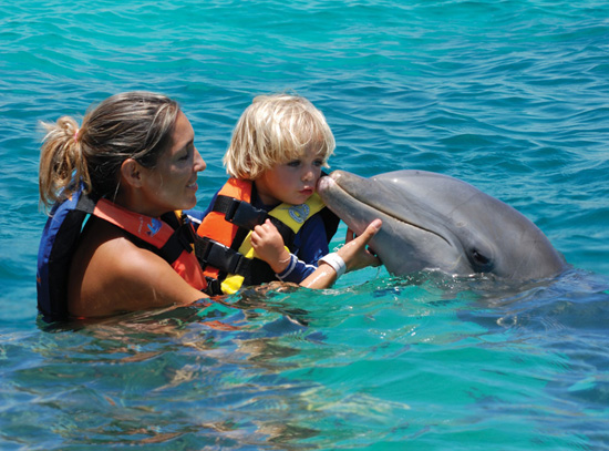 “Dolphin