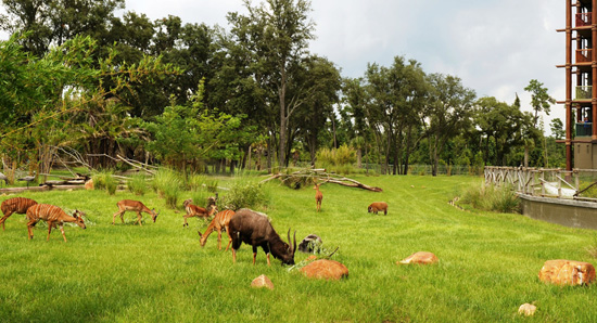 Wildlife Wednesdays: Animal Care Team Creates Hog Heaven at Disney’s Animal Kingdom Lodge