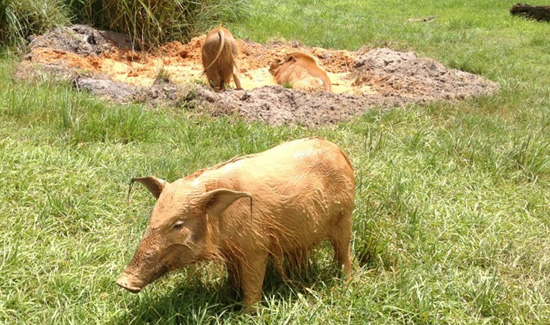 Wildlife Wednesdays: Animal Care Team Creates Hog Heaven at Disney’s Animal Kingdom Lodge