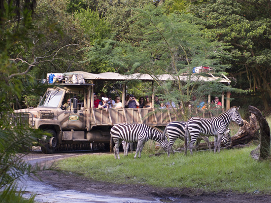 Zebras on the New Kilimanjaro Safaris Savanna at Disney’s Animal Kingdom
