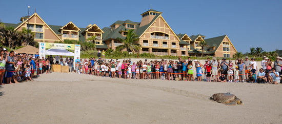 Sea Turtles Race to the Finish Line While Their Nests Hatch Near Disney’s Vero Beach Resort