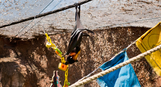 Bats at Disney's Animal Kingdom