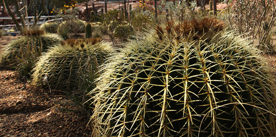 Eight Ways to Enjoy Disney California Adventure Park: Nature Lovers