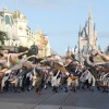Disney Parks Christmas Day Parade Taping at Walt Disney World Resort