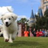 Disney Parks Christmas Day Parade Taping at Walt Disney World Resort