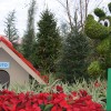 Celebrate the Holidays at the International Pavilions in Epcot at Walt Disney World Resort