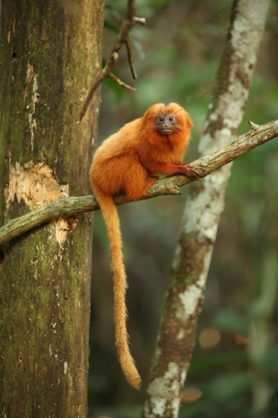 Golden Tamarin