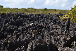 Port Adventures in Grand Cayman on a Disney Cruise to the Caribbean